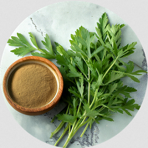 Artemisia Absinthium (Полин)